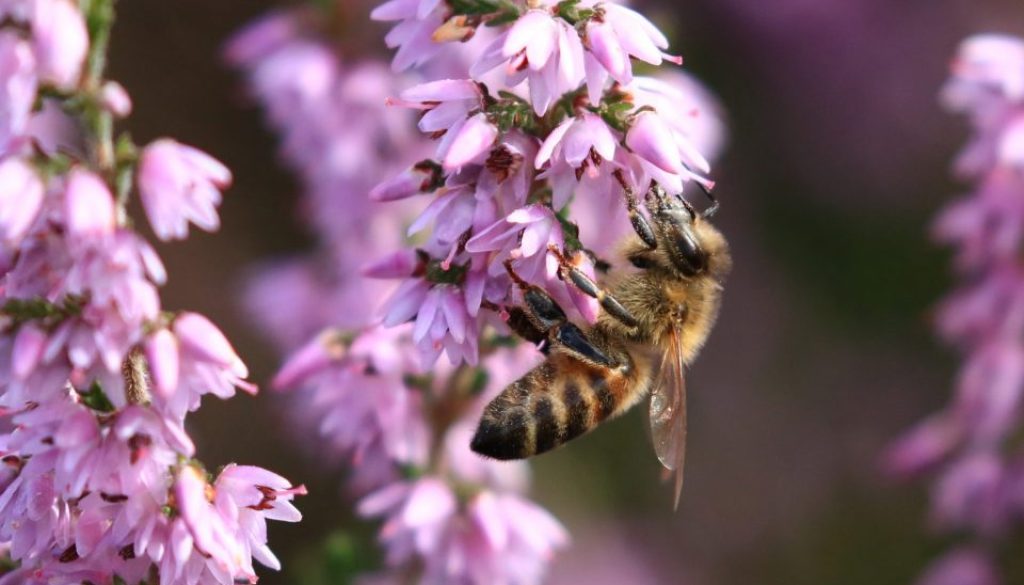 Honey bee on heather