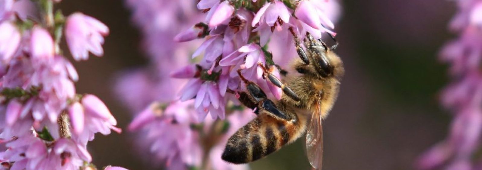 Honey bee on heather