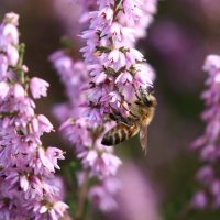 Honey bee on heather