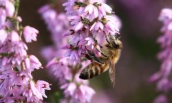 Honey bee on heather