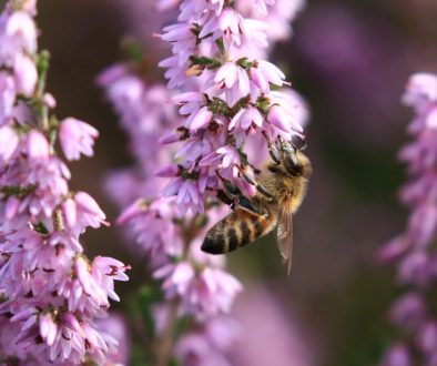 Honey bee on heather