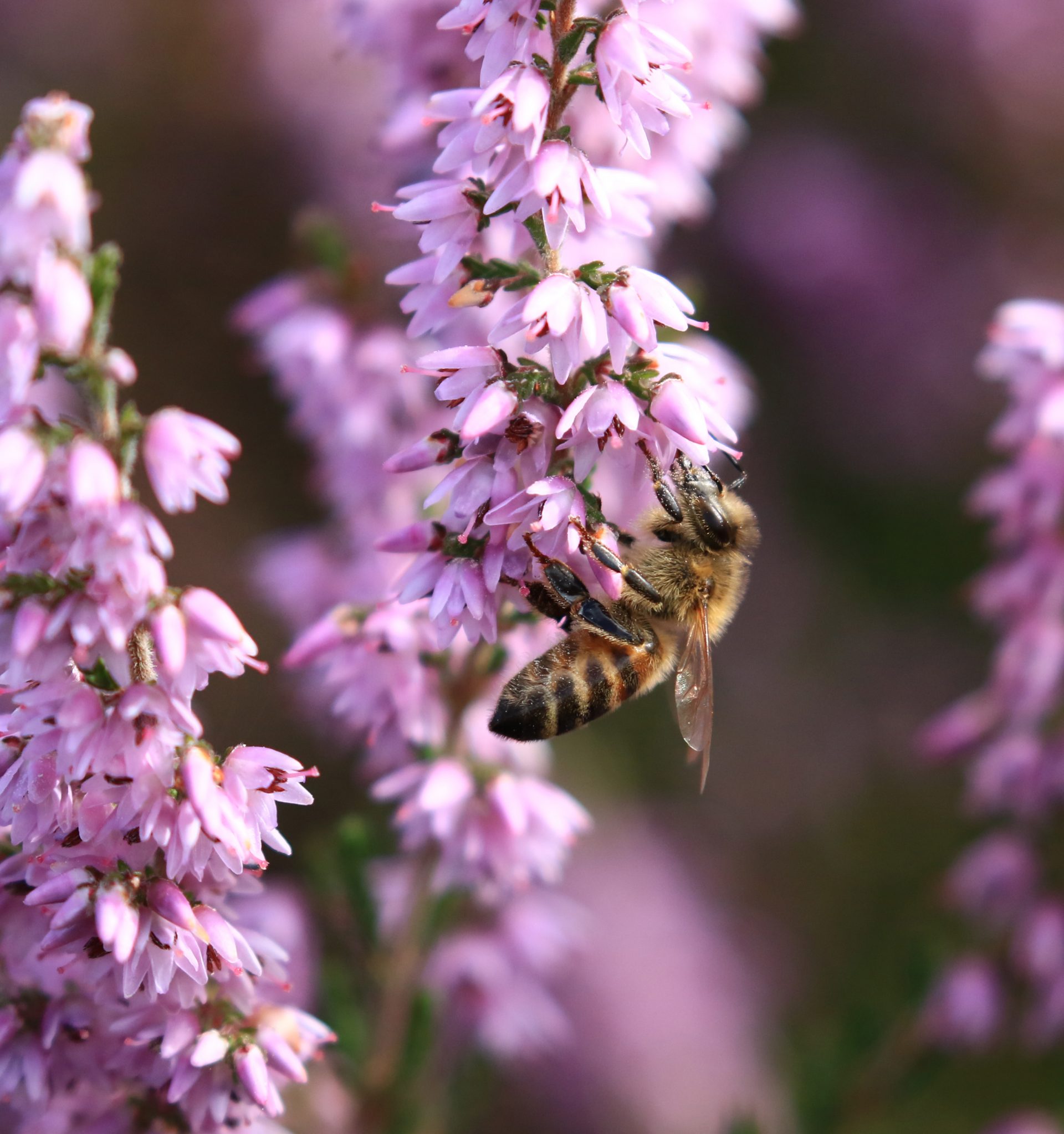 Honey bee on heather