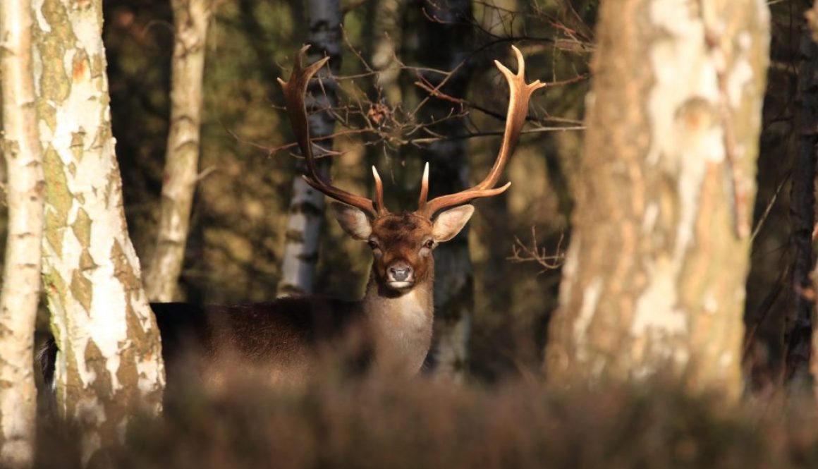 Deer looking through the trees