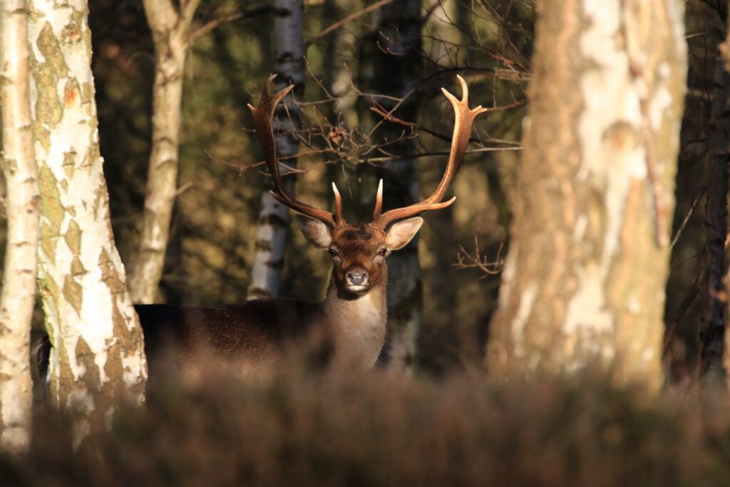 Deer looking through the trees