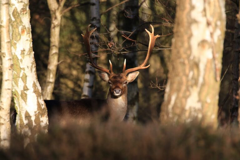 Deer looking through the trees