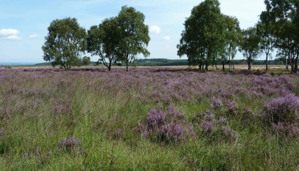 Heathland