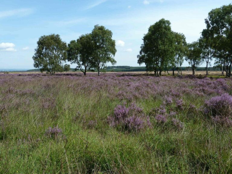 Heathland