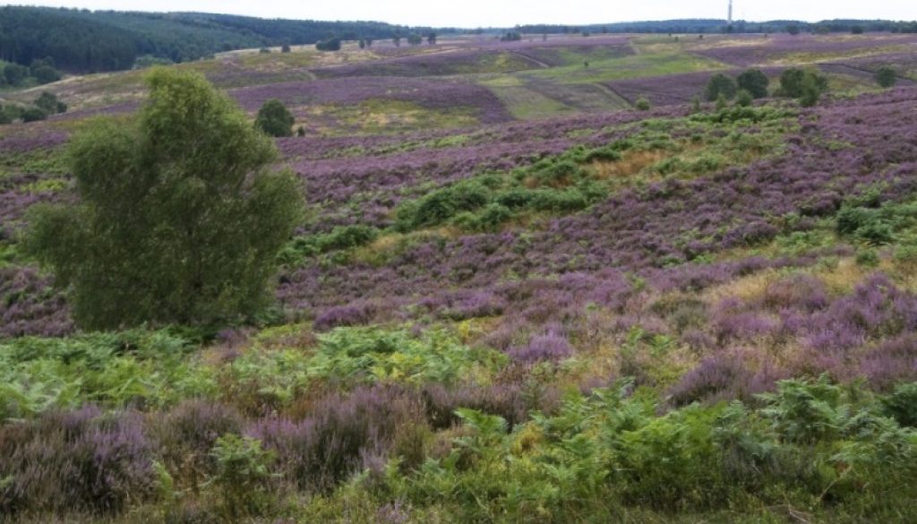 Cannock Chase heathland