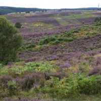 Cannock Chase heathland