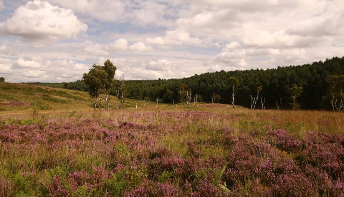 Heathland on Cannock Chase