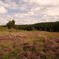 Heathland on Cannock Chase