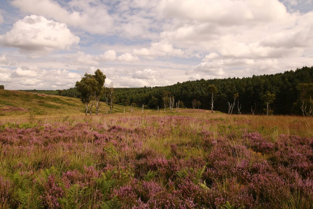 Heathland on Cannock Chase