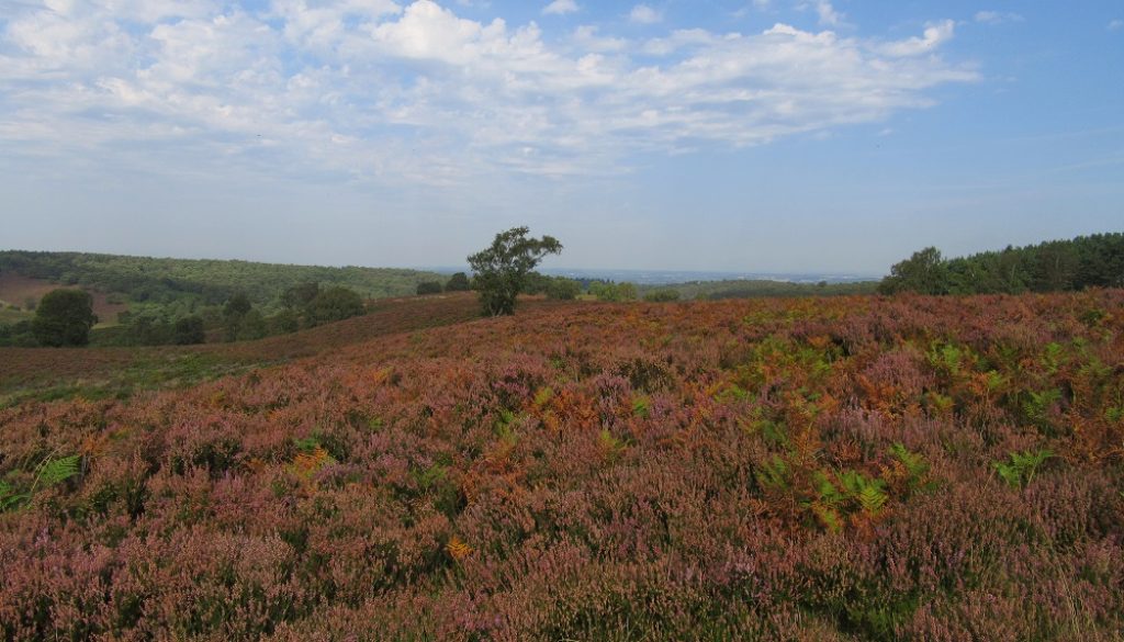 Heathland over Cannock Chase