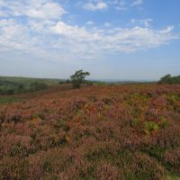 Heathland over Cannock Chase