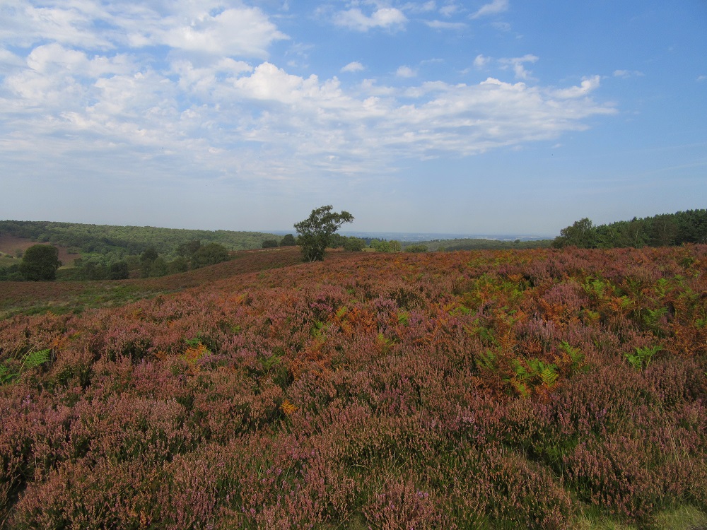 Heathland over Cannock Chase