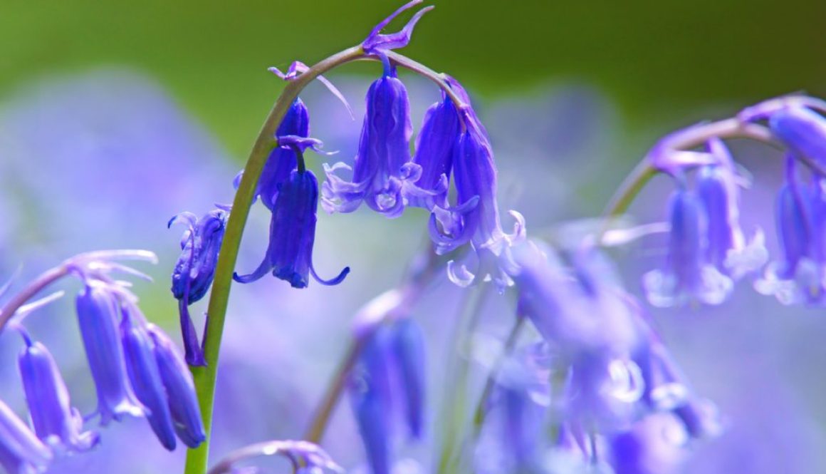 Close up of bluebells