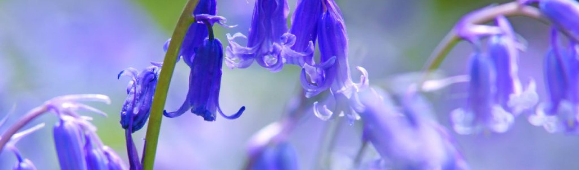 Close up of bluebells