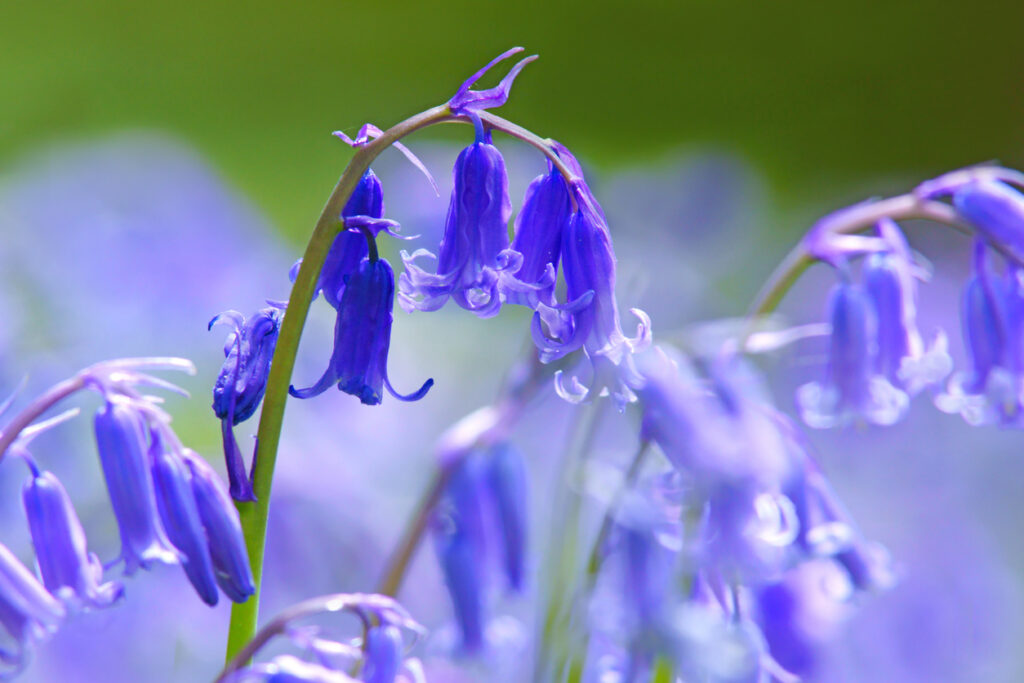 Close up of bluebells