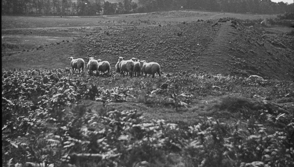 Sheep grazing on Cannock Chase