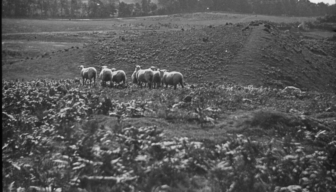Sheep grazing on Cannock Chase