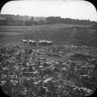 Sheep grazing on Cannock Chase