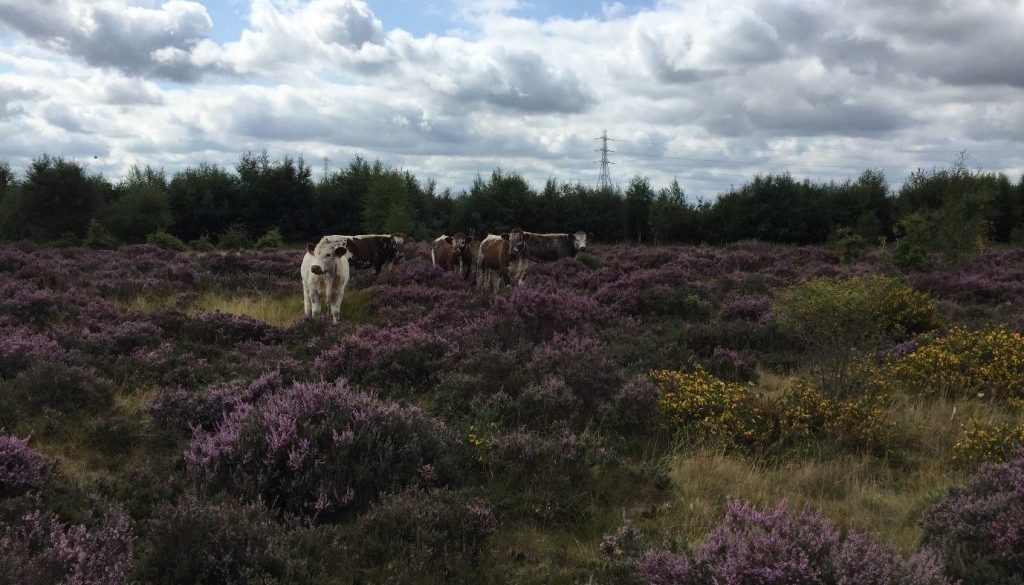 2020_03_11 Managing Cannock Chase - Update (2)