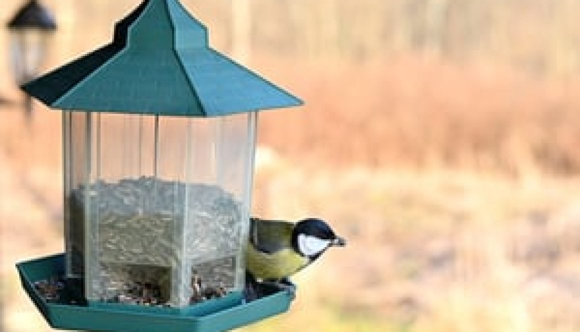 Great tit bird