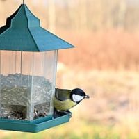 Great tit bird