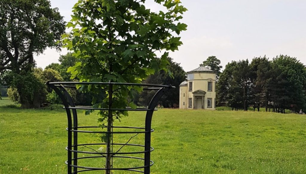 Tree in the grounds of Shugborough