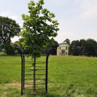 Tree in the grounds of Shugborough