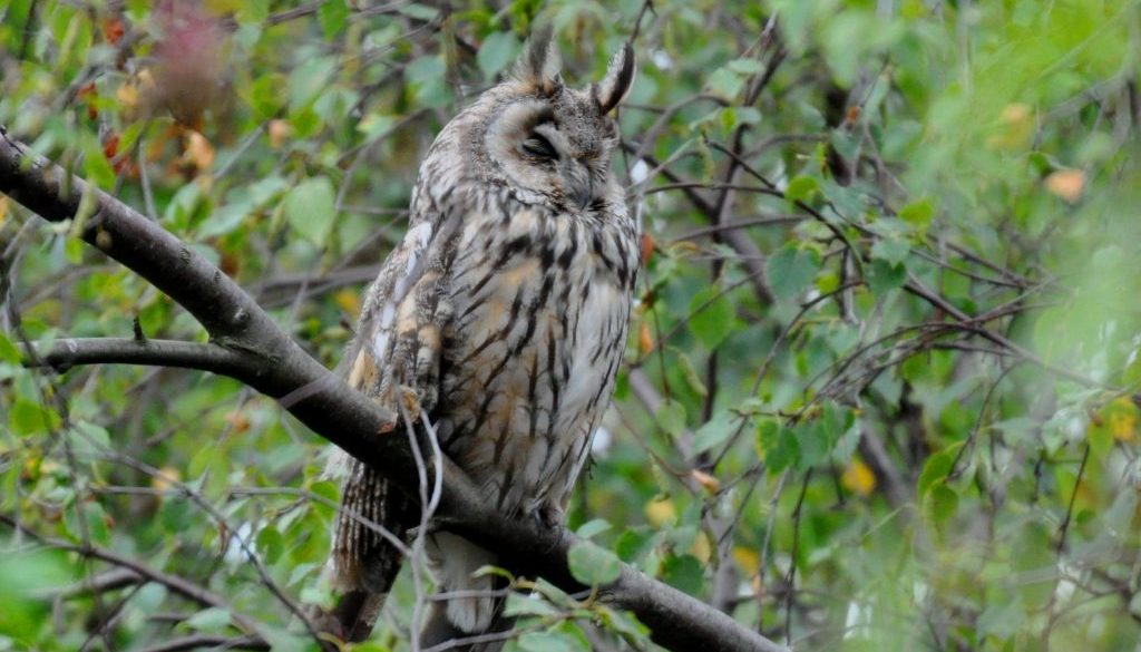 Long eared owl - credit rspb images