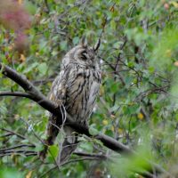 Long eared owl - credit rspb images