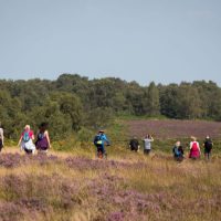 Walkers on Cannock Chase