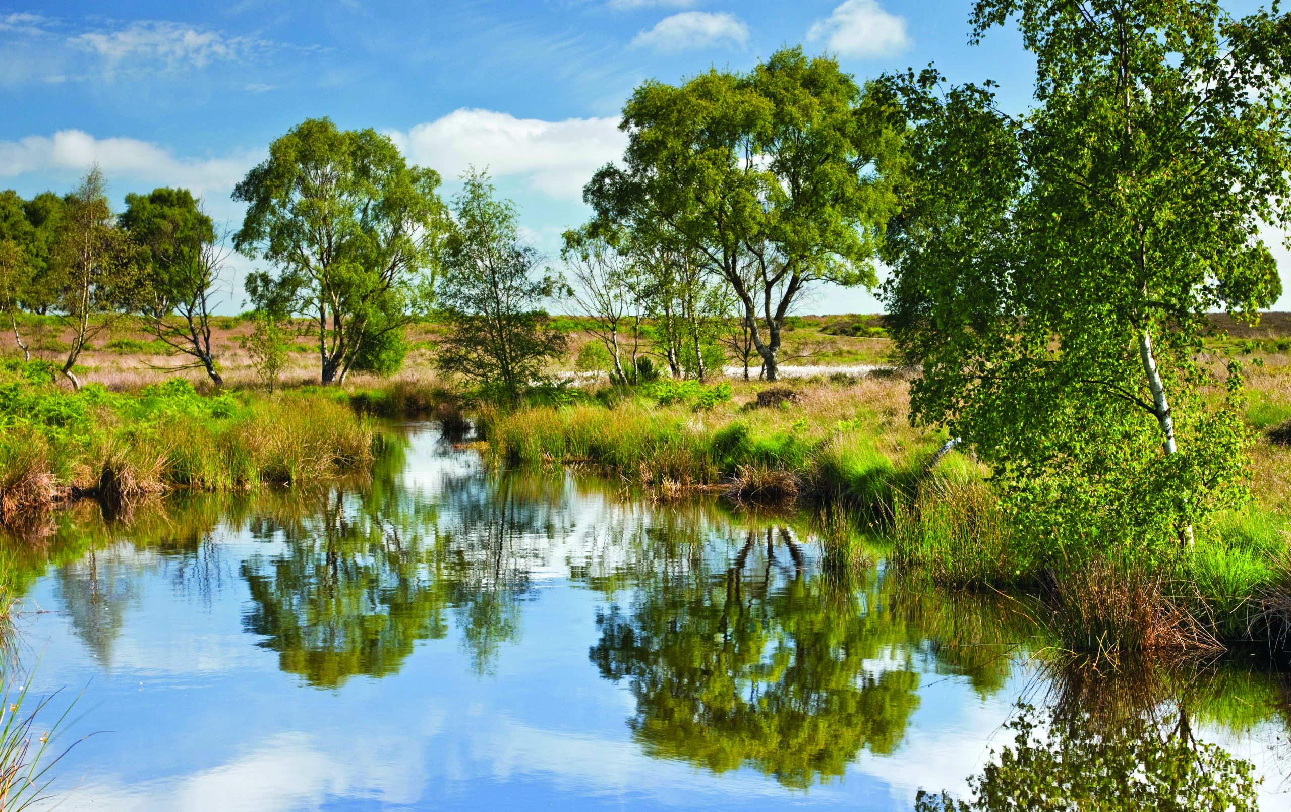 A Special Place Cannock Chase