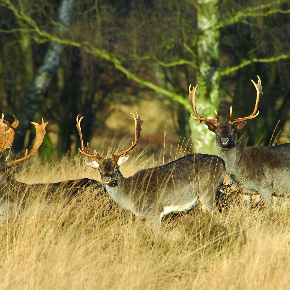to Cannock Chase Cannock Chase