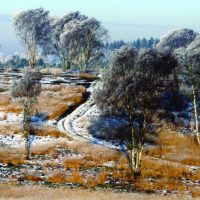 720  Winter Wonderland, Cannock Chase.