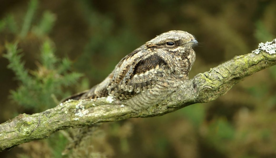 Nightjar