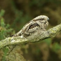 Nightjar