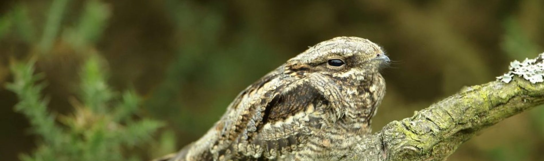 Nightjar