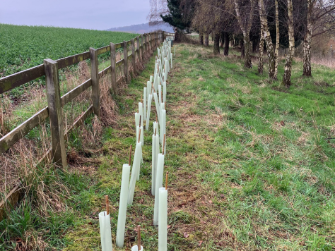 Walton Coppice, Berkswich FiPL grant of £10,910.75 in 2022-23 Planting of new hedgerows woodland edge to create and connect habitats