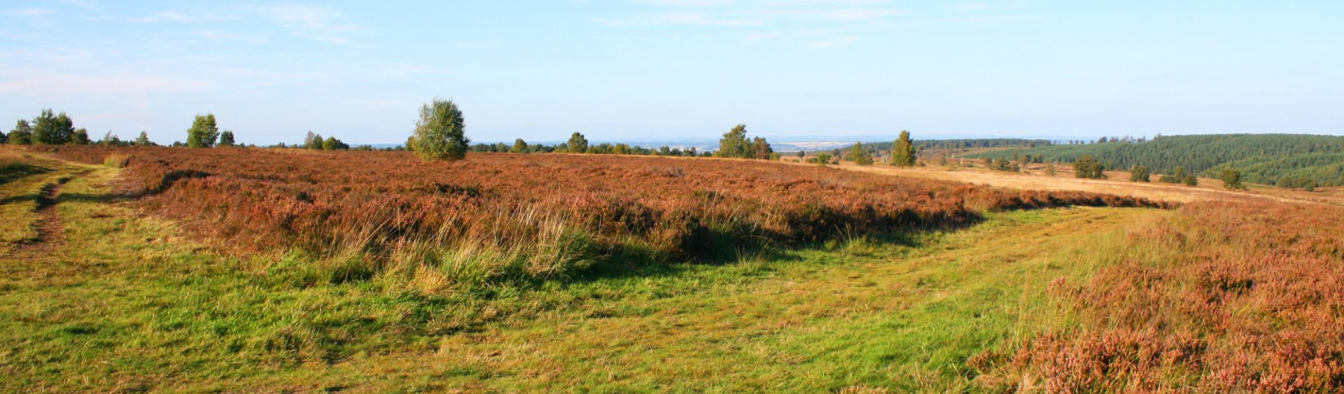 Cannock Chase heathland