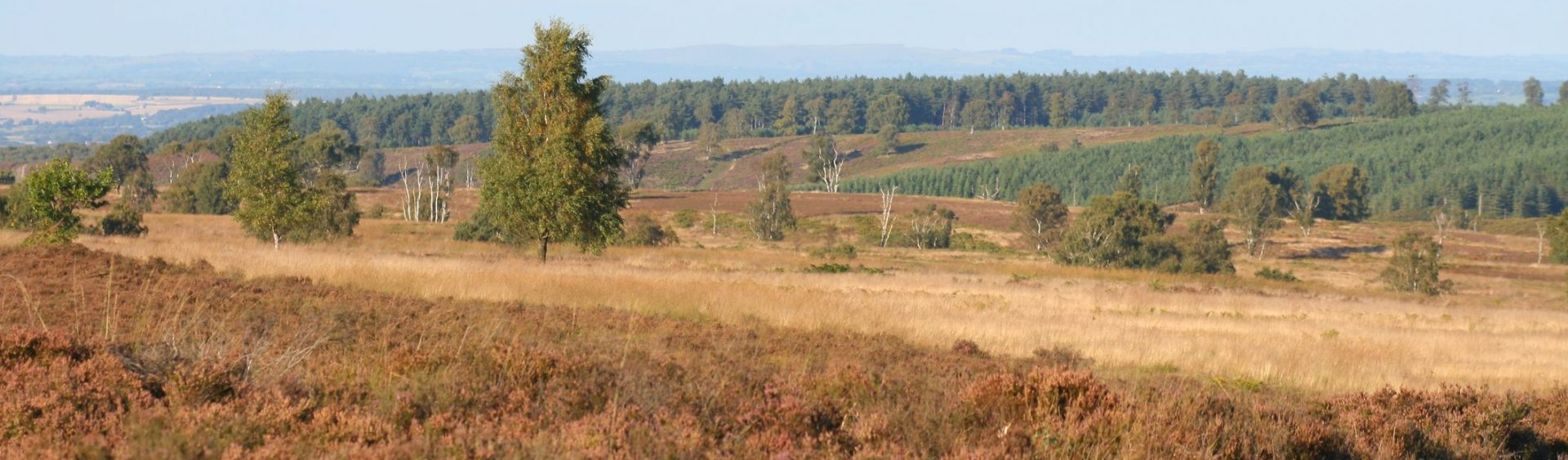 Cannock Chase landscape Cannock Chase landscape