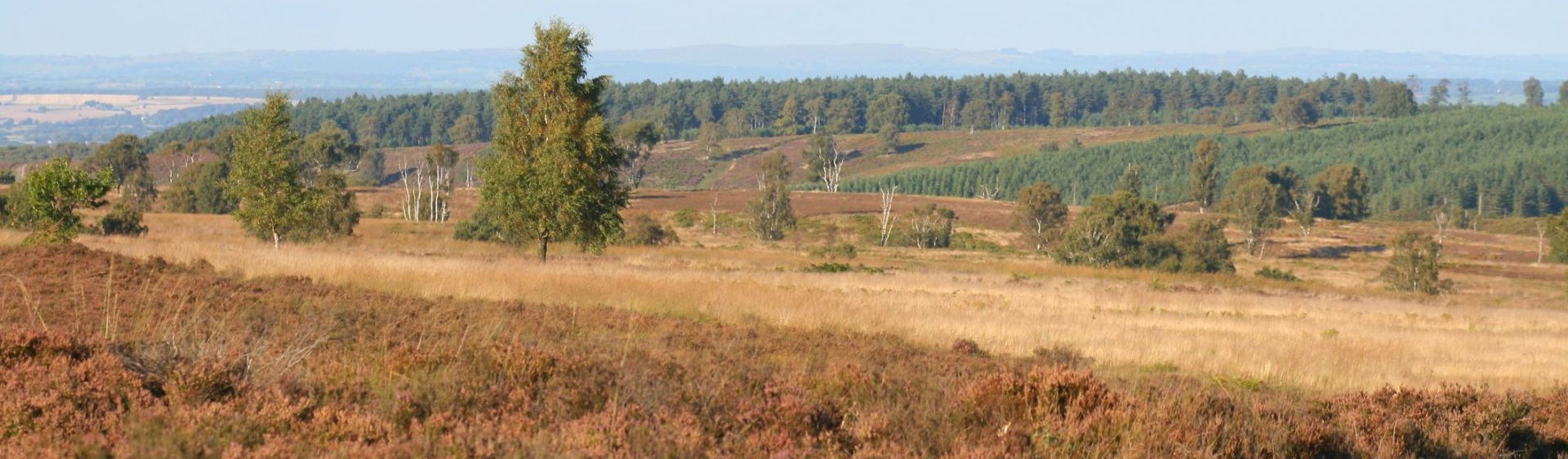 Cannock Chase landscape