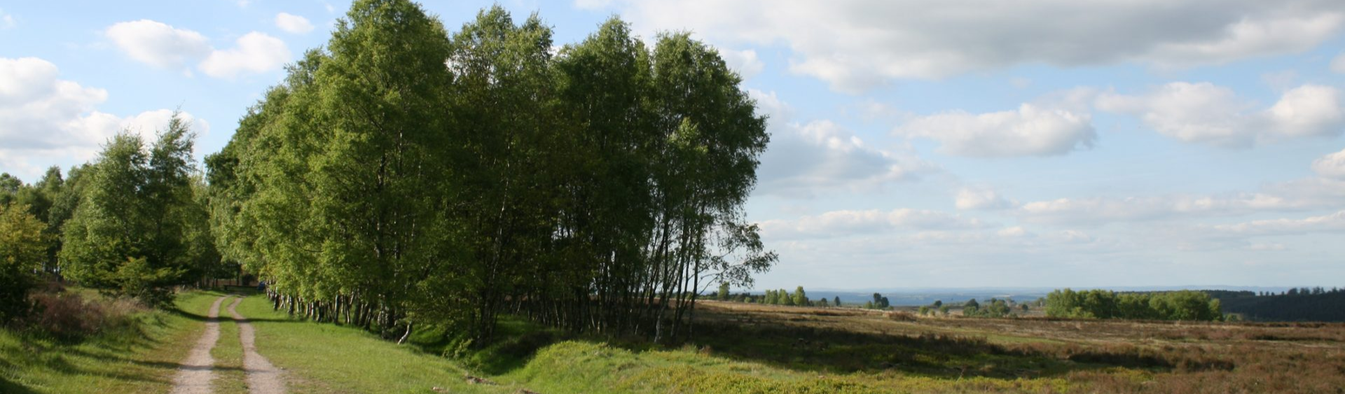 Cannock Chase moor and woodland