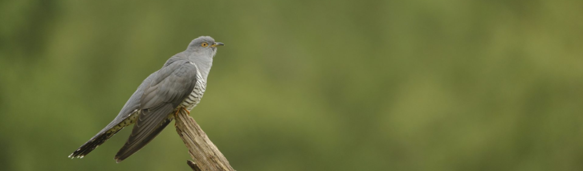 Cuckoo Cuculus canorus, adult male perched on tree branch