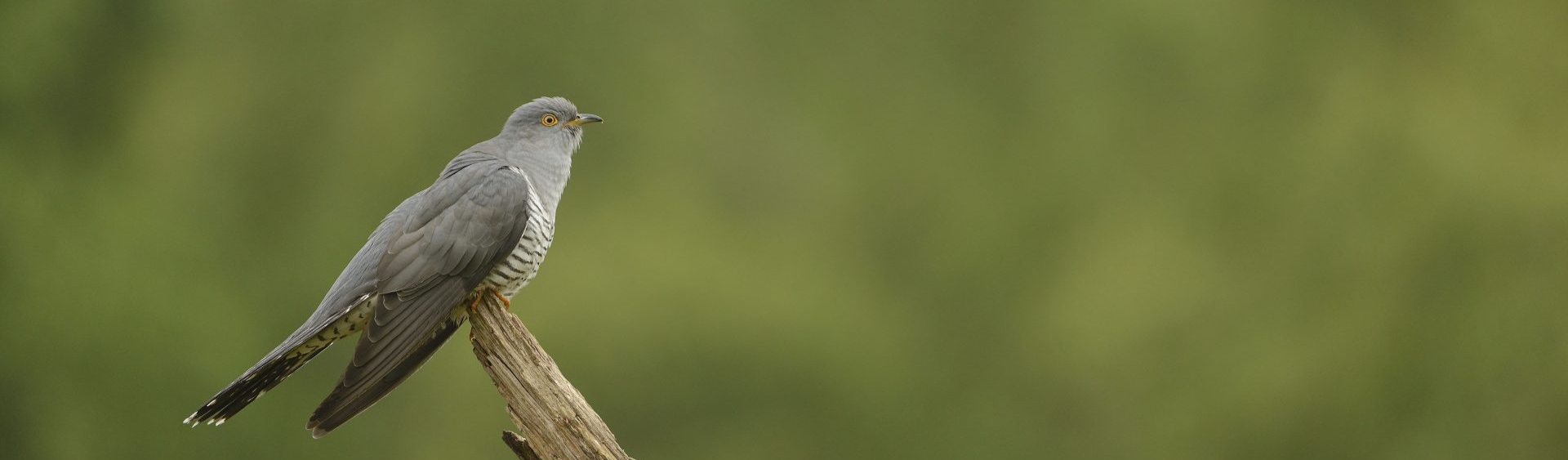 Cuckoo Cuculus canorus, adult male perched on tree branch Cuckoo Cuculus canorus, adult male perched on tree branch
