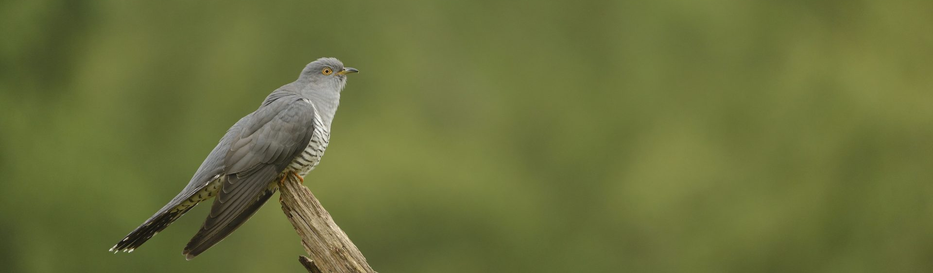 Cuckoo Cuculus canorus, adult male perched on tree branch