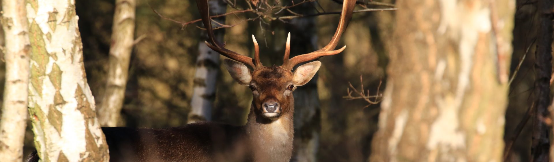 Deer looking through trees