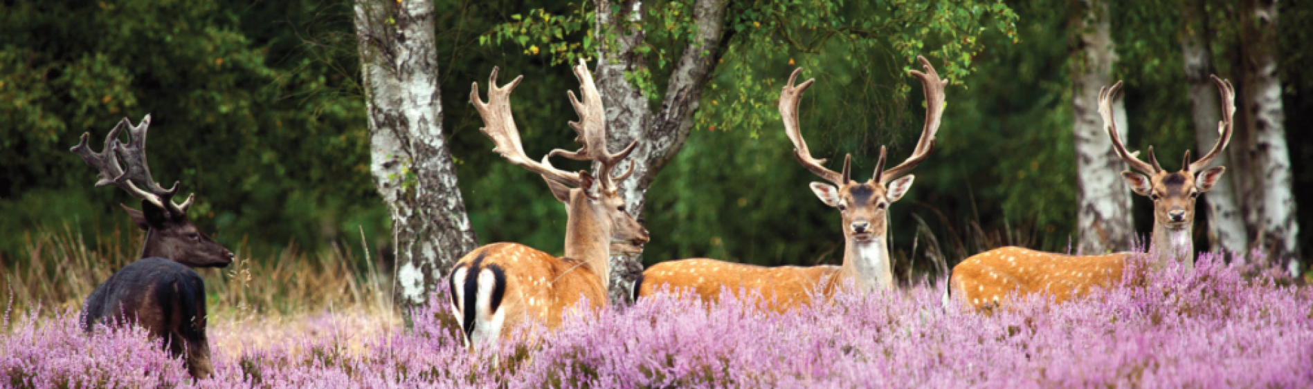 Fallow Bucks (1) Fallow Bucks (1)