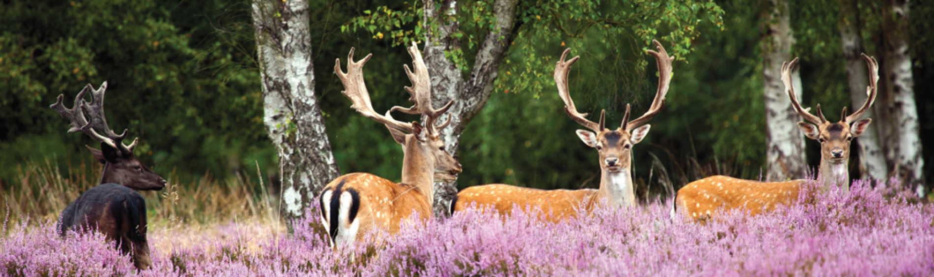 Fallow Bucks (1)